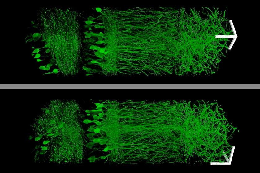 Using a new technique that allows them to enlarge brain tissue, MIT scientists created these images of neurons in the hippocampus.