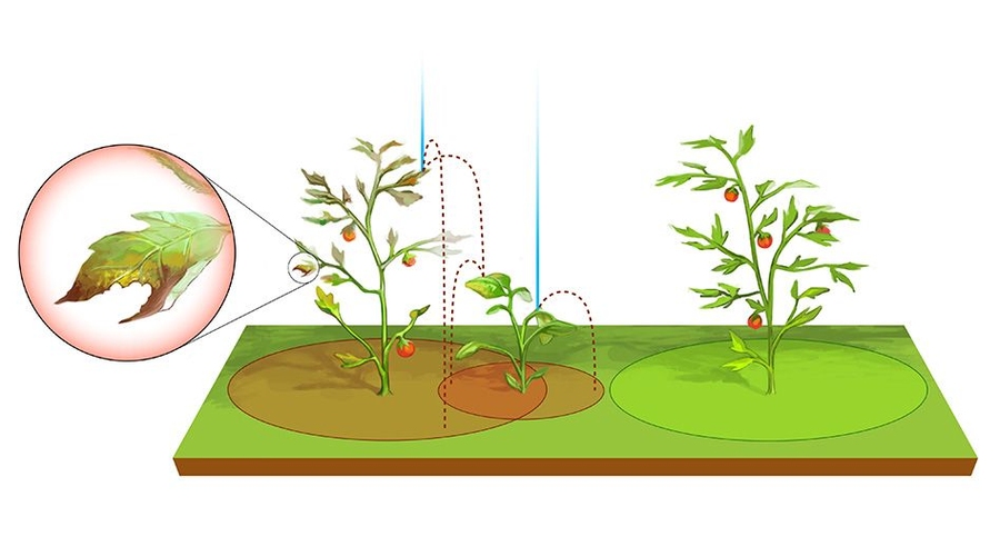 Rainfall may scatter fungal parasites known as "rust" and other pathogens throughout a plant population. Raindrops can act as a dispersing agent, in some instances catapulting contaminated droplets far from their leaf source. 
