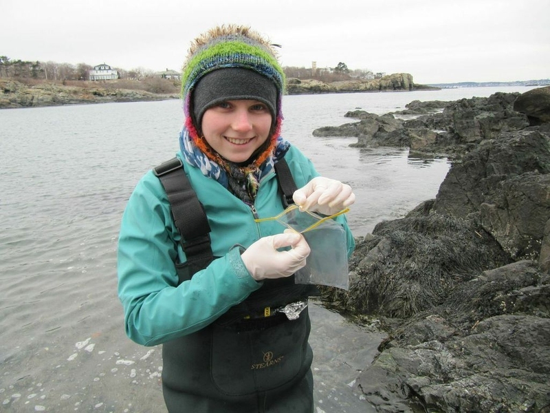 Freshman Mikayla Murphy collects samples from the Massachusetts coast to study further in the lab.