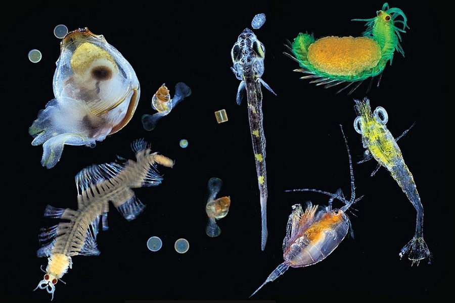 This mixture of multicellular organisms, small zooplanktonic animals, larvae, and single cell protists was collected from the Pacific Ocean. 