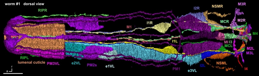 A 3-D reconstruction from electron microscopy images of neurons and other cells in the anterior pharynx of C. elegans nematode. The M1 neuron, which controls the newly discovered spitting behavior, is located in the center.  