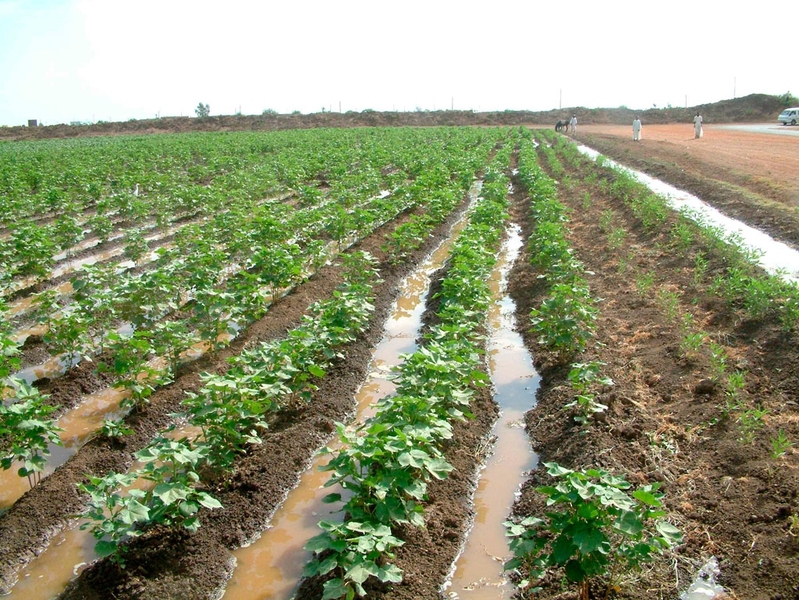 Irrigation canals running through a cotton field in the Gezira Scheme, Sudan. 