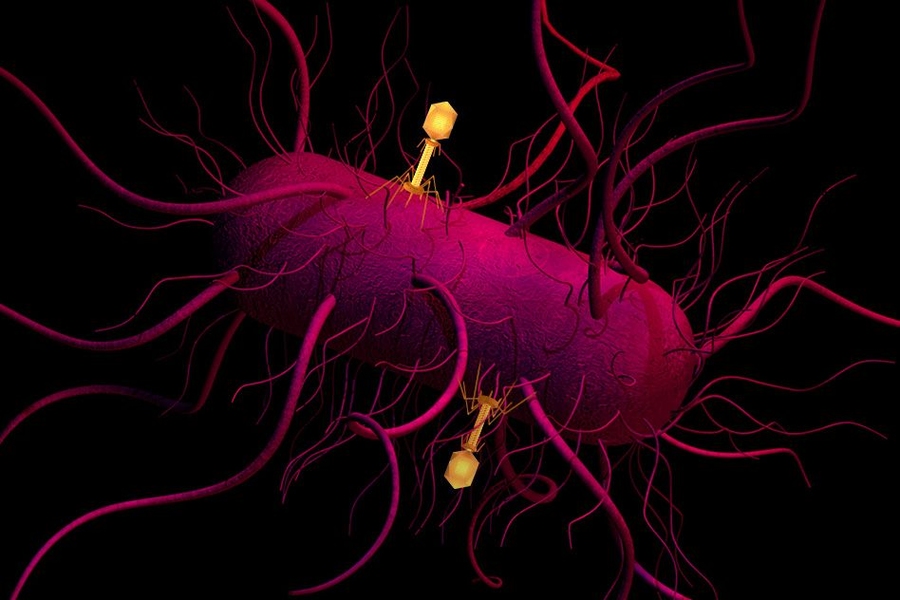 MIT researchers have devised a new mix-and-match system to genetically engineer bacteria-infecting viruses, called bacteriophages (yellow), to attack specific bacteria.