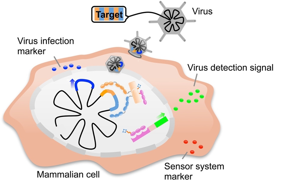 This schematic shows the procedure for introducing the sensor system into human cells. 
