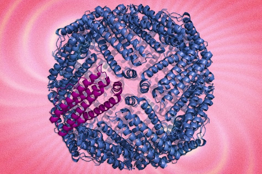 Shown here is a ferritin protein complex. MIT researchers are using protein engineering the boost the magnetic characteristics of the protein to track cells. 