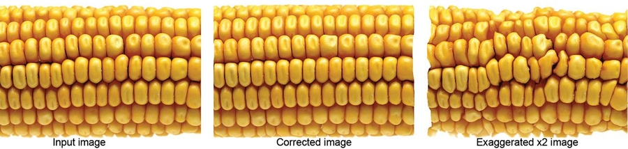 On the left is the original image. In the middle image, the variability in the shape of the corn’s kernels is reduced, and the misalignment of rows is corrected. In the right image, the method is used to exaggerate the variations, with subtle differences between the kernels and the row misalignment highlighted. 