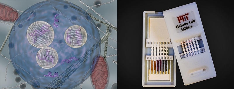 Left: Lipid nanoparticles (carrying siRNA) are shown as they are transported inside cells using endocytic vesicles. Right: Gehrke's lab is developing a diagnostic for Dengue virus, a relative to Zika. The device shown, which tested for Ebola, has silver nanoparticles of different colors that indicate different diseases. On the left is the unused device, opened to reveal the contents inside. On the...