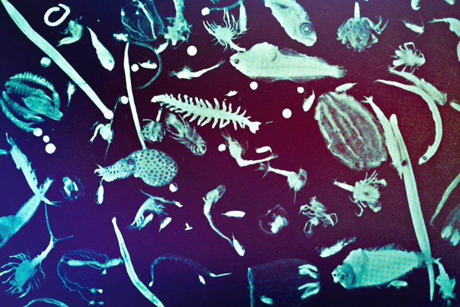 “If (mixotrophs) weren’t in the oceans, we’re suggesting atmospheric carbon dioxide might be higher, because there would less of the large, carbon rich particles formed which efficiently transfer carbon to depth,” Mick Follows says. 