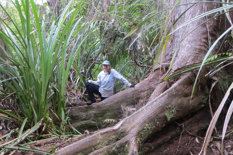 MIT grad student Alison Hoyt studies the carbon cycle of Borneo’s tropical peat swamp forests. These forests store a huge amount of carbon in underground peat soil, which can be up to 20 feet deep.