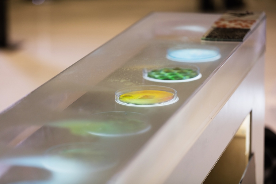 <i>Bacillus subtilis natto,</i> the bacteria used to create bioLogic's Second Skin