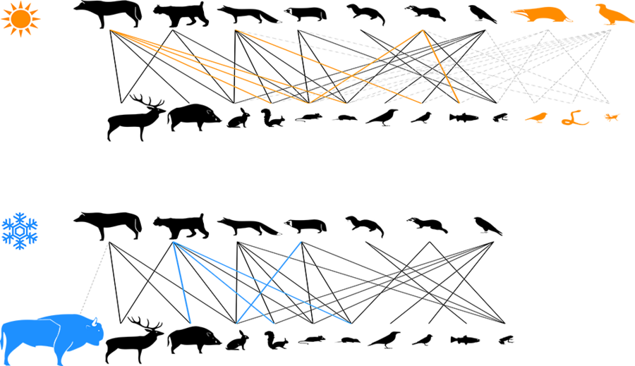 The top and bottom figures correspond, respectively, to a subsample of the summer and winter predator-prey interaction networks in Poland's Bialowieza Forest. In each interaction network, predators are at the top and prey at the bottom. Species in black and color correspond, respectively, to permanent and seasonal species. Black and colored lines correspond to interactions among permanent species ...