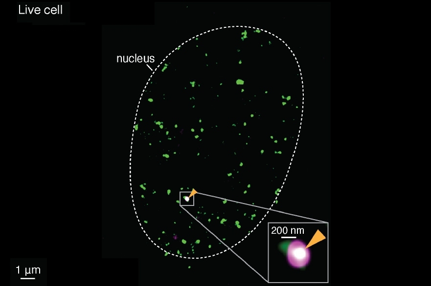 By merging two super-resolved images of a single gene (magneta) and Pol II enzymes (green), scientists could see clusters of enzymes, as well as mRNA (white), forming on the same active gene, in live cells. 