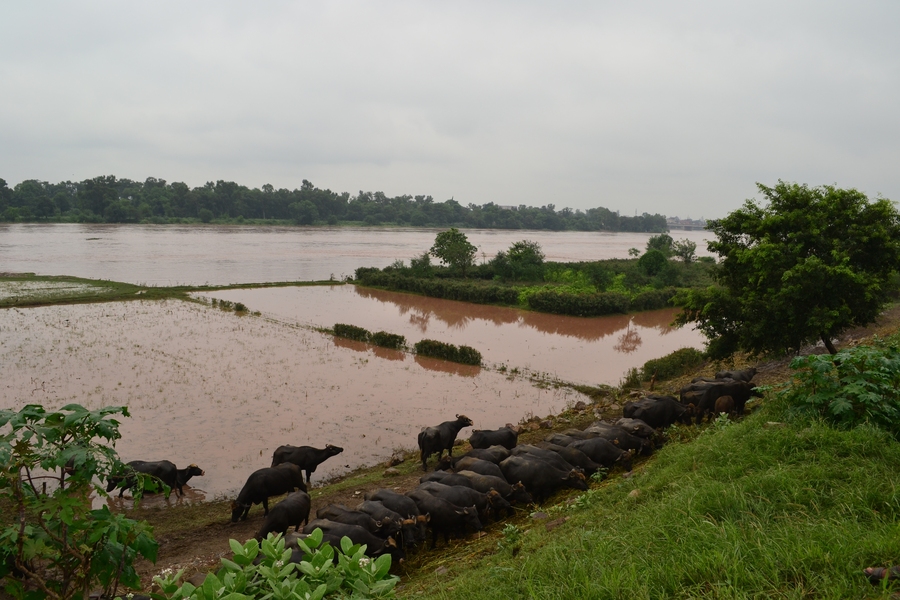 Irrigated floodplain of the Ravi River near Lahore, Pakistan
