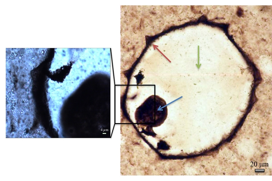 Optical micrographs of a protist fossil from silicified coastal carbonates. Raman mapping was carried out at low magnification over the full fossil (right), and at high magnification (left). Cell walls, collapsed cell contents, and quartz infilling cement are indicated by the red, blue and green arrows, respectively.
