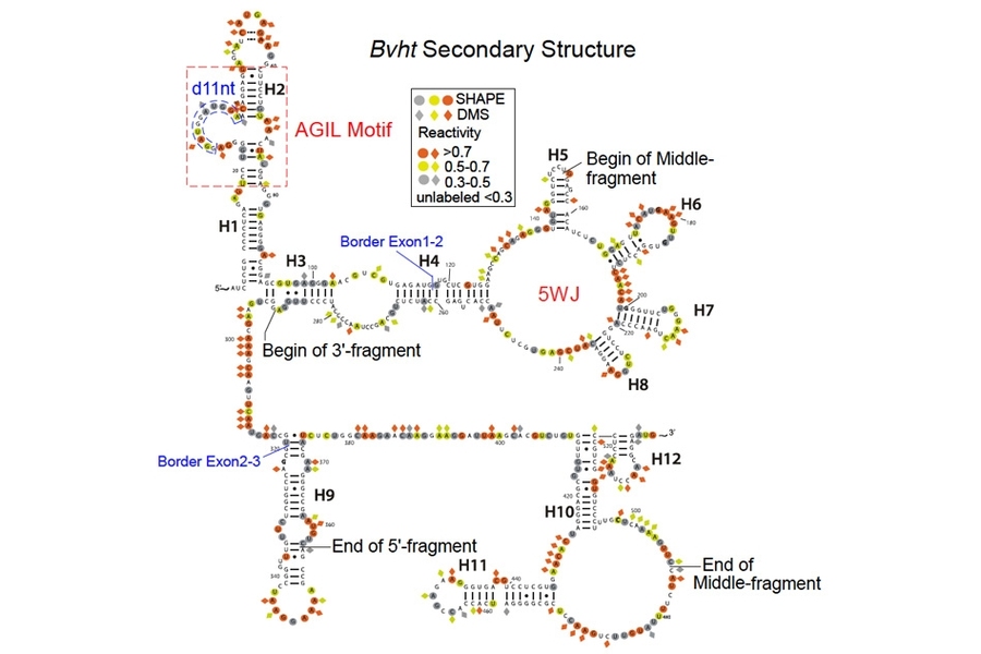 MIT biologists have deciphered the structure of a long noncoding RNA known as Braveheart. They found that the AGIL motif, at top left, is critical to the molecule’s function.