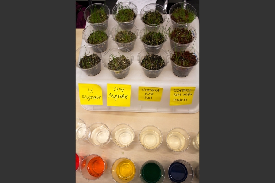 The Soil Network team had samples of their soil treatment. The more lush samples, at far left, are treated with the team's custom mixture. 