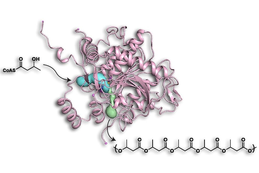 Pictured here is a structural diagram of the PHA enzyme, which bacteria use to produce long polymer chains similar to plastics. MIT chemists have identified the openings through which the polymer building blocks enter and the finished chain emerges.