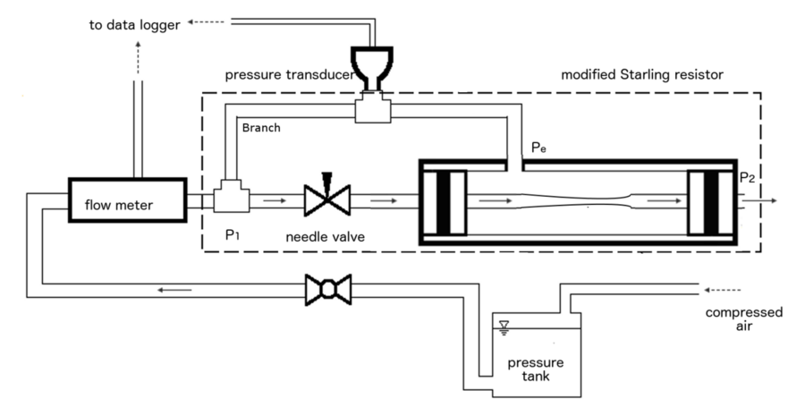 The MIT team's novel design of a Starling resistor includes a needle valve to control the rate of water flow through the system.