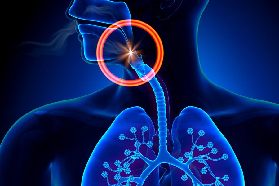 Obstructive sleep apnea is caused by a narrowing of the airway that cuts off breathing, and people who are obese are at higher risk for the disorder. MIT researchers have discovered that a dietary supplement called yohimbine reverses the root cause of obstructive sleep apnea in an animal model.
