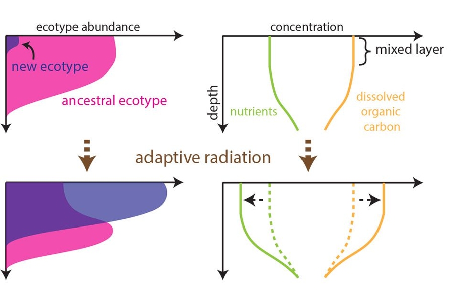 The new analysis shows that the layered structure of the marine bacterial ecosystem evolved over time, with newer versions displacing those near the surface and forcing them into deeper levels.

