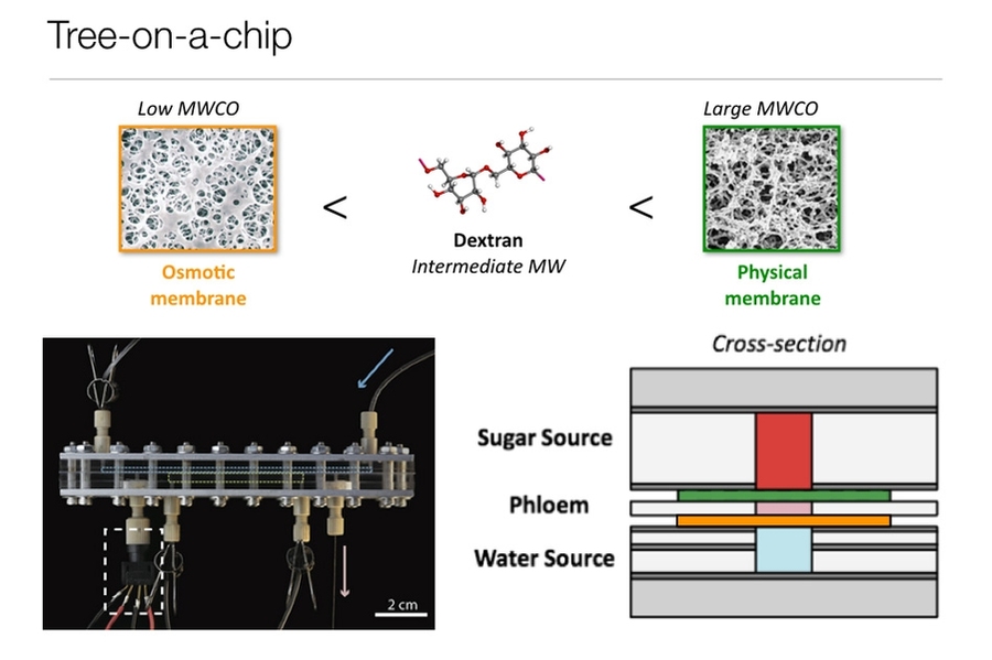 Like its natural counterparts, the chip operates passively, requiring no moving parts or external pumps. It is able to pump water and sugars through the chip at a steady flow rate for several days.
