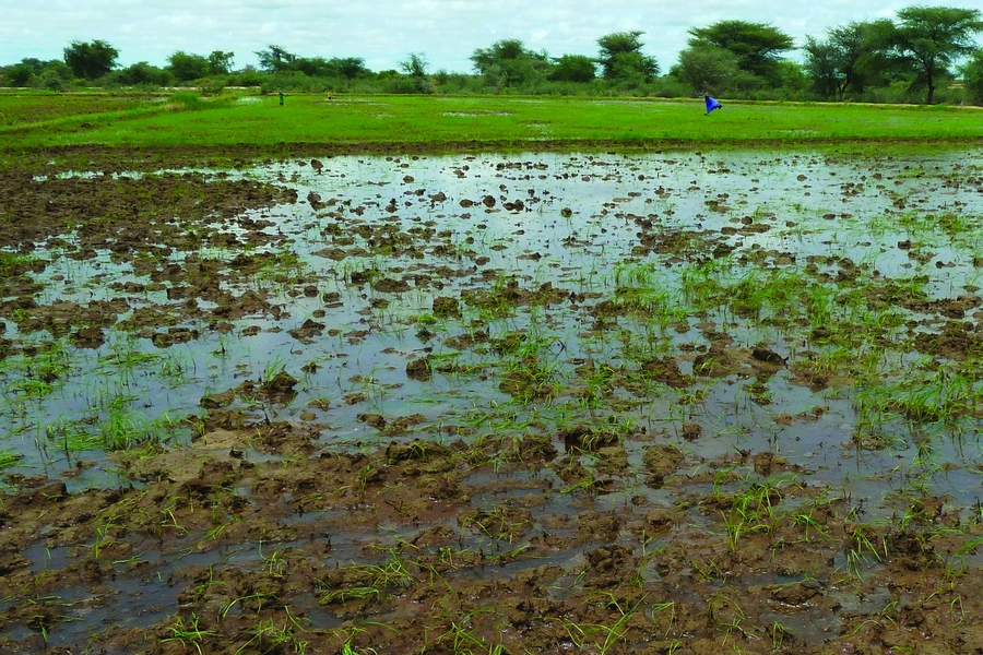 For their 2017 J-WAFS Seed Grant project, MIT professors Stephen Graves and Bishwapriya Sanyal will analyze irrigation practice, supply chain design, and extension services in Senegal. Their goal is to understand how policy and market conditions influence the availability of irrigation technologies in developing countries. Seen here: Irrigated rice cultivation in the Senegal River Valley.  