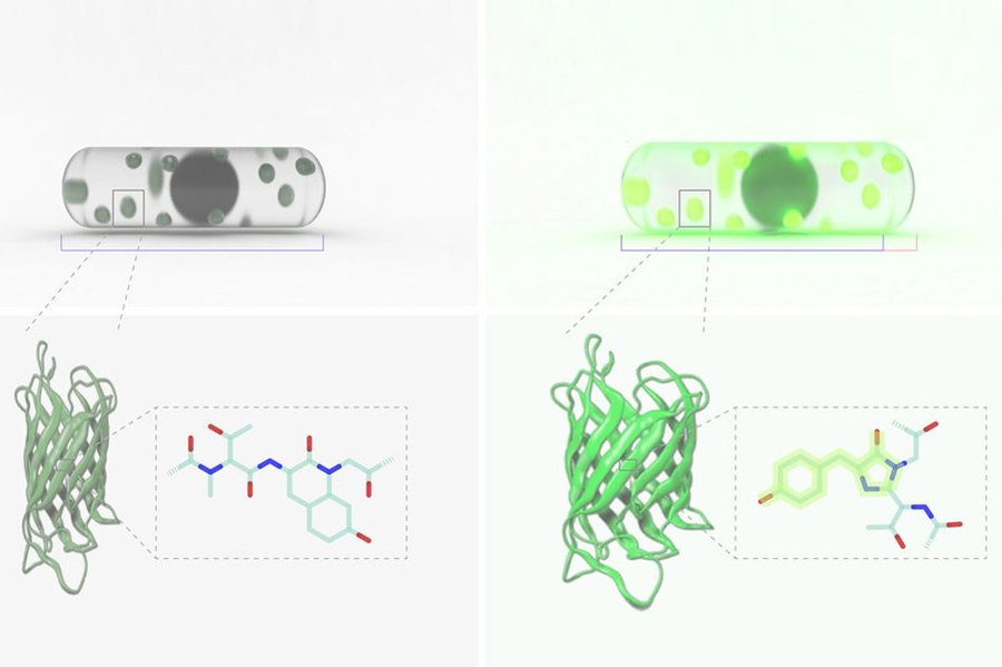 The left and right panels show the reversible change of cell size and cellular fluorescence due to moisture change.