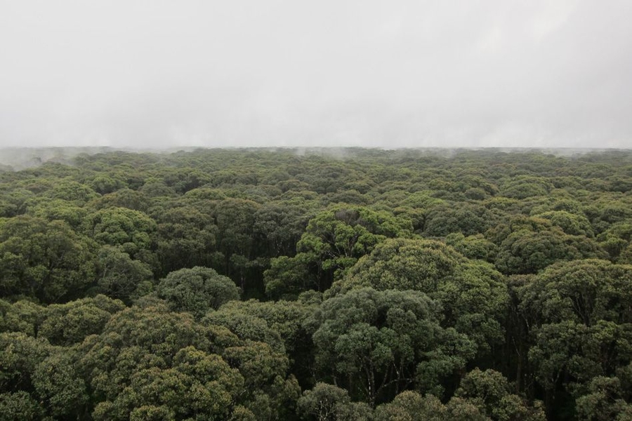 “There is a tremendous amount of peatland in Southeast Asia, but almost all of it has been deforested,” says MIT professor Charles Harvey.
