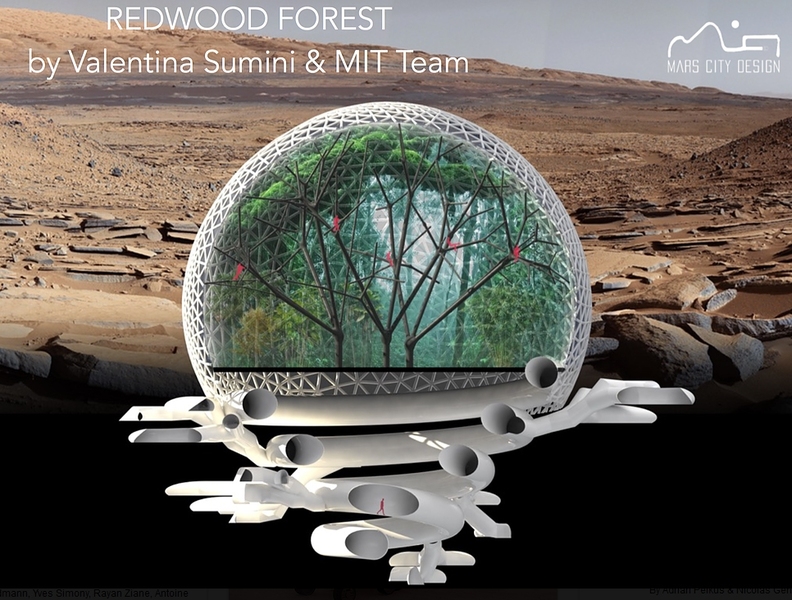“Every tree habitat in Redwood Forest will collect energy from the sun and use it to process and transport the water throughout the tree, and every tree is designed as a water-rich environment,” says winning team member Geroge Lordos MBA '00.