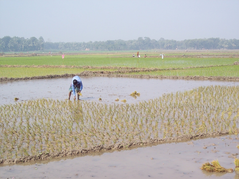 A farmer transplants rice seedlings in Faridpur, Bangladesh. Faridpur is known to have high levels of arsenic in their groundwater, which gets deposited into rice fields with irrigation. 