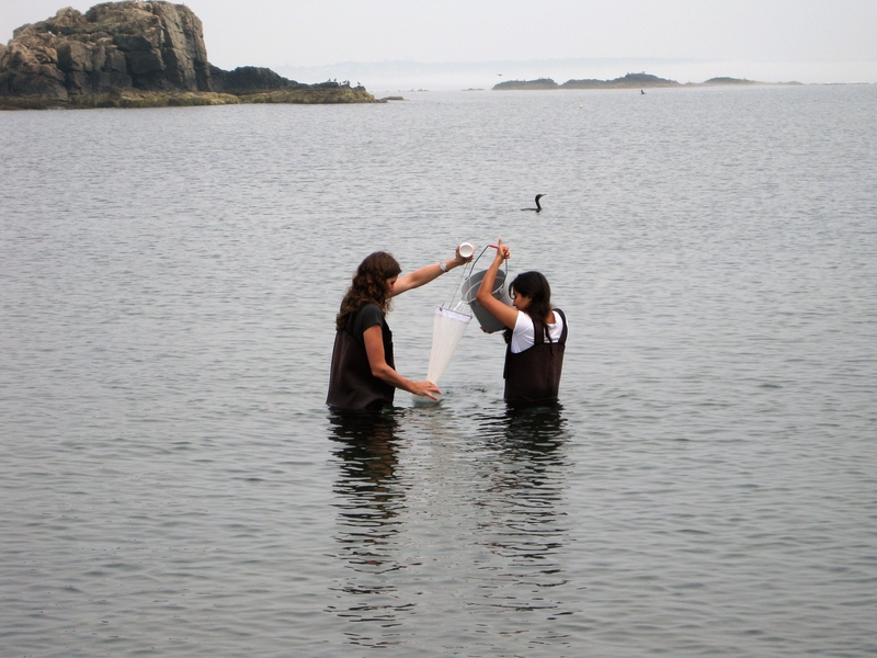 CEE researchers, including Tara Soni ’13 and postdoc Kathryn Kauffman, gathered water samples from Canoe Cove in Nahant, Massachusetts over a three-month period.