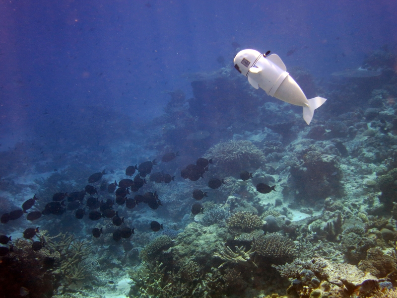 SoFi was developed with the goal of being as nondisruptive to ocean life as possible, swimming alongside real fish for several minutes at a time.