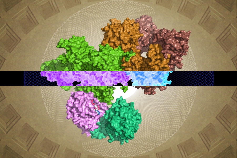 The cryo-EM-generated GATOR1 structure can provide insights into its function.