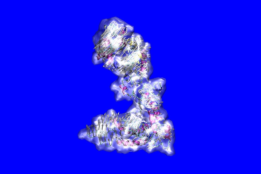 This diagram depicts the configuration of the complex tropoelastin molecule, which forms the basis for the elastin that gives tissues like skin and blood vessels their elasticity. The molecule’s atom-by-atom structure was decoded by a team of researchers from MIT, Australia and the UK.