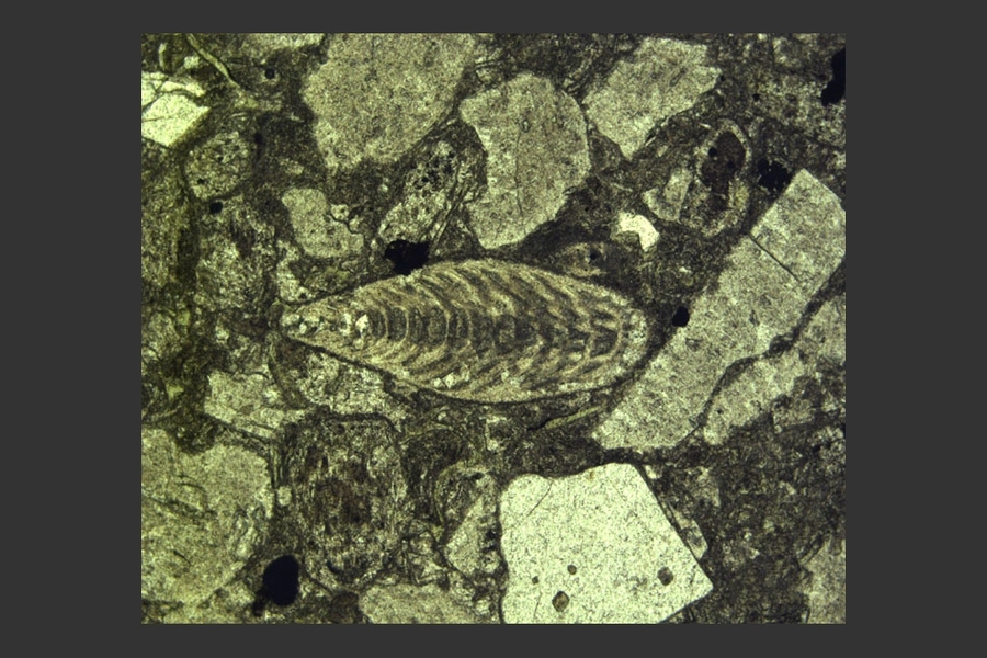 Photomicrograph (microscope slide photo) showing a Permian foraminifer fossil (center) surrounded by volcanic ash within the latest Permian layer immediately below the extinction horizon at Penglaitan. Foraminifers are single-celled marine organisms with characteristic multichambered shells. 