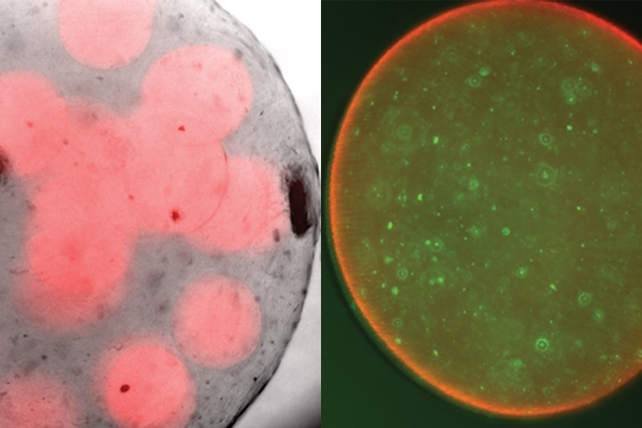 At left, spheres of alginate with probiotics encapsulated inside. At right, a close-up of a single sphere, with probiotic bacteria labeled in green.