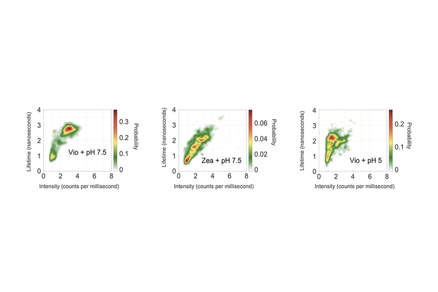 The left and middle figures illustrate fluorescence behavior of Vio-enriched and Zea-enriched LHCSR proteins These figures show probability distributions of fluorescence intensity and lifetime from experiments with hundreds of individual LHCSR proteins enriched with either Vio carotenoids (left) or Zea carotenoids (middle). The right figure illustrates fluorescence response to pH changes. This fig...