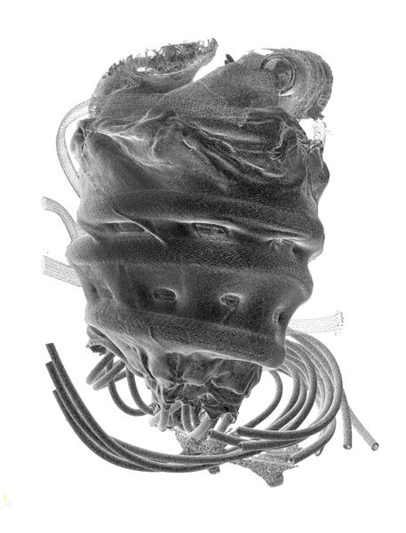 A tomography image shows a soft robotic device enveloping an animal heart. Developed by Assistant Professor Ellen Roche, the device mechanically assists the heart in pumping.