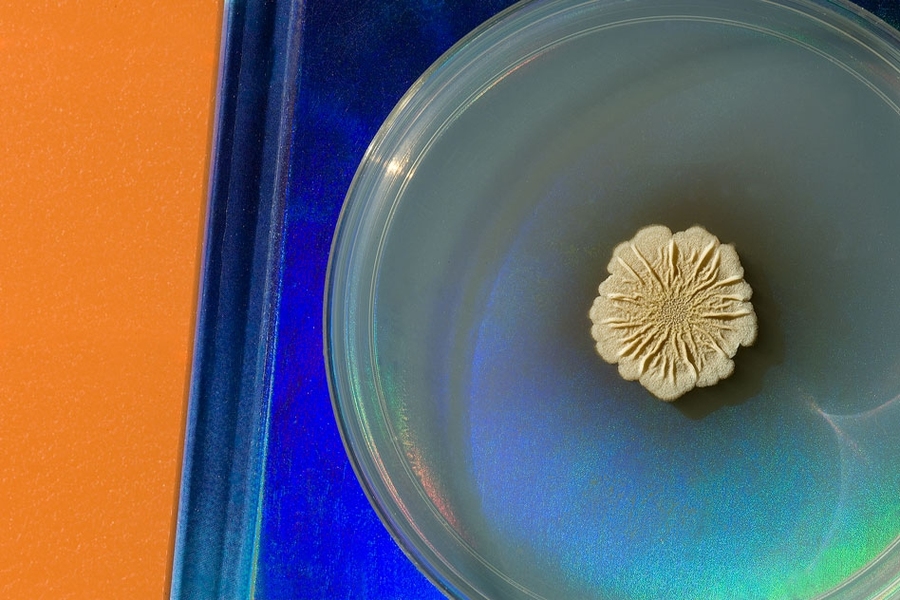 Photo of Bacillus subtilis growing in a petri dish, taken by Felice Frankel, author of the new book "Picturing Science and Engineering. 