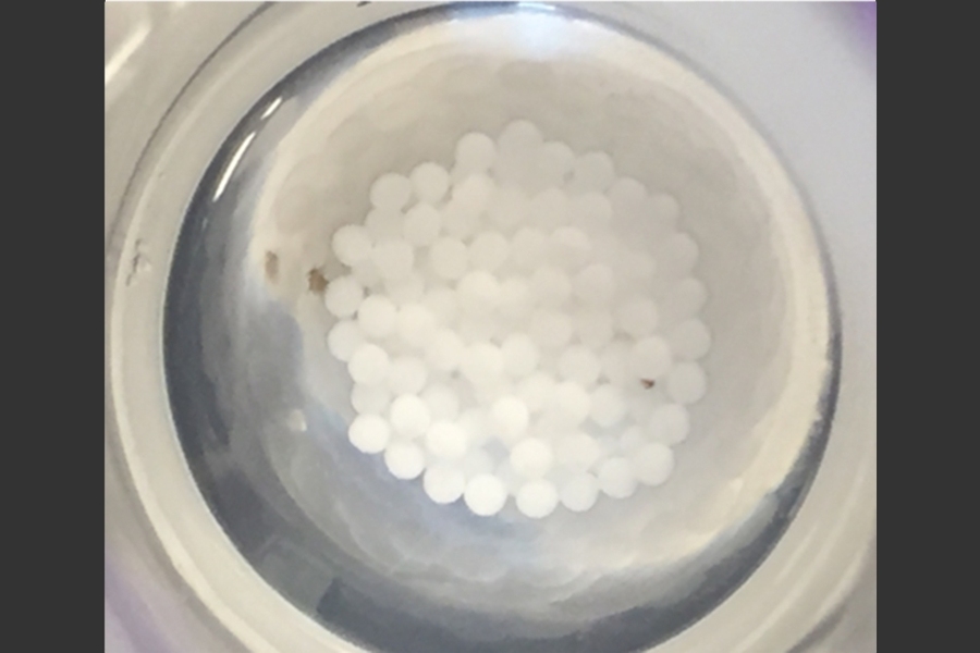 MIT researchers are testing encapsulated pancreatic islet cells as a possible treatment for diabetes. These 1.5 mm capsules are embedded with a fluorine-containing compound that allows the researchers to monitor their oxygen levels with MRI once implanted in the body.