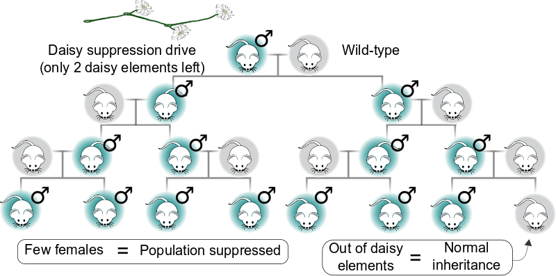 A daisy drive might be used to suppress populations by ensuring the preferential inheritance of a male-determining element. Because it eventually runs out of daisy links and stops, it will only affect local populations.