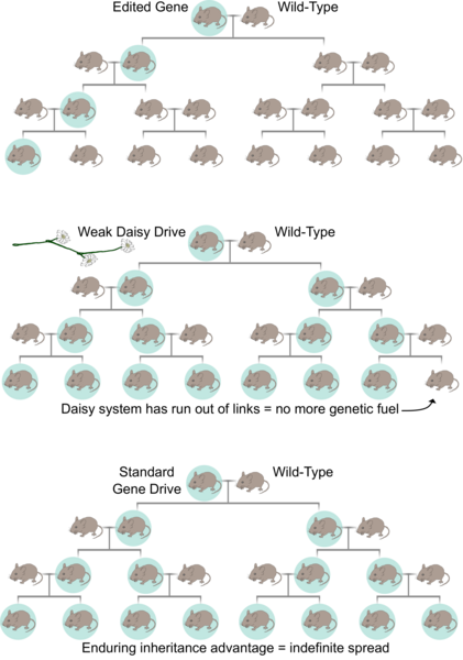 A normal edited gene has a 50 percent chance of being inherited. Because most changes reduce the organism's ability to reproduce in its ancestral habitat, our default expectation is that the change will be eliminated. A daisy drive can efficiently introduce a change to a local population by conferring a transient inheritance advantage, which only lasts until it runs out of daisy-chain links and st...
