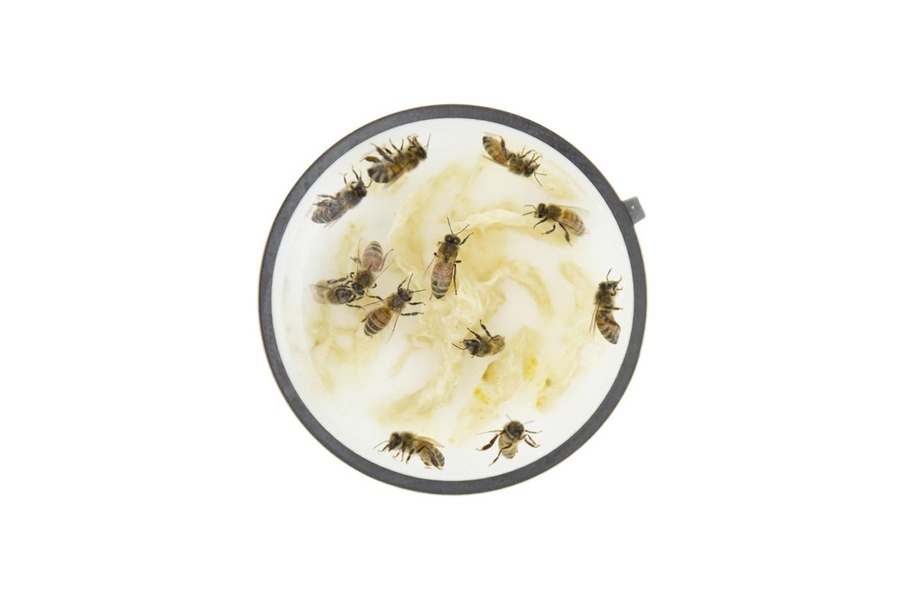 Maiden Flight: A queen bee and some 40 attendants were on board the research flight. 