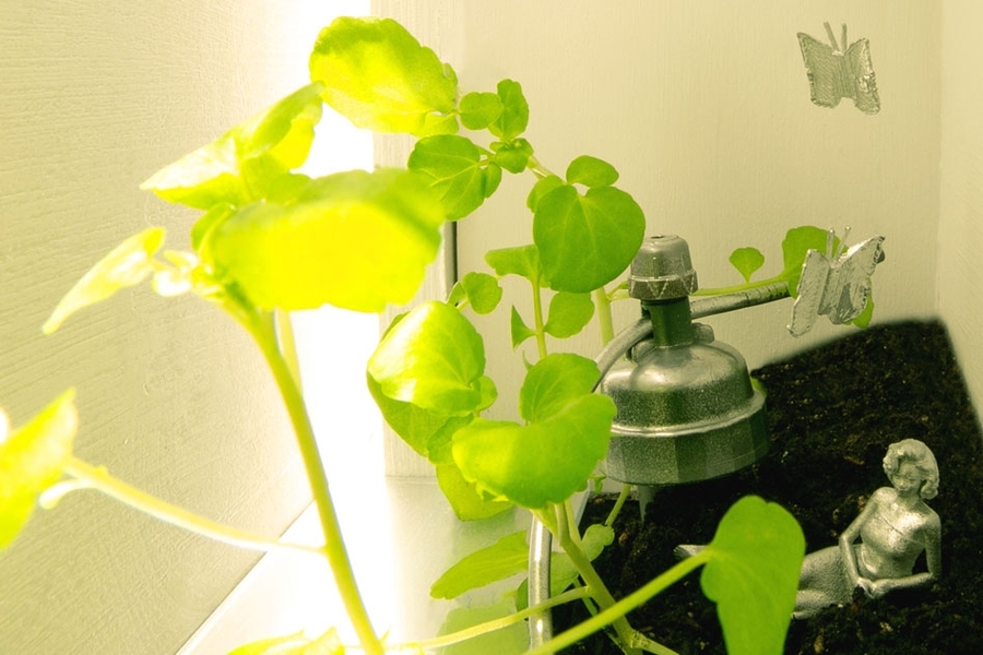 Pollinator Port – A Plant Properties room featuring an access port for light and pollinators to reach interior plants