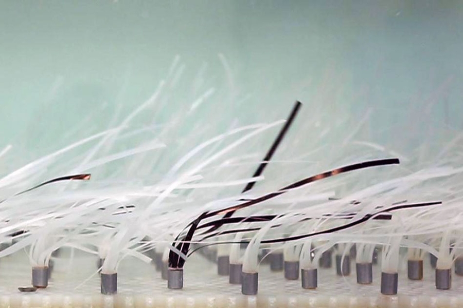 New research quantifies just how large and how dense a continuous meadow of seagrass must be to provide adequate damping of waves in a given geographic, climatic, and oceanographic setting.