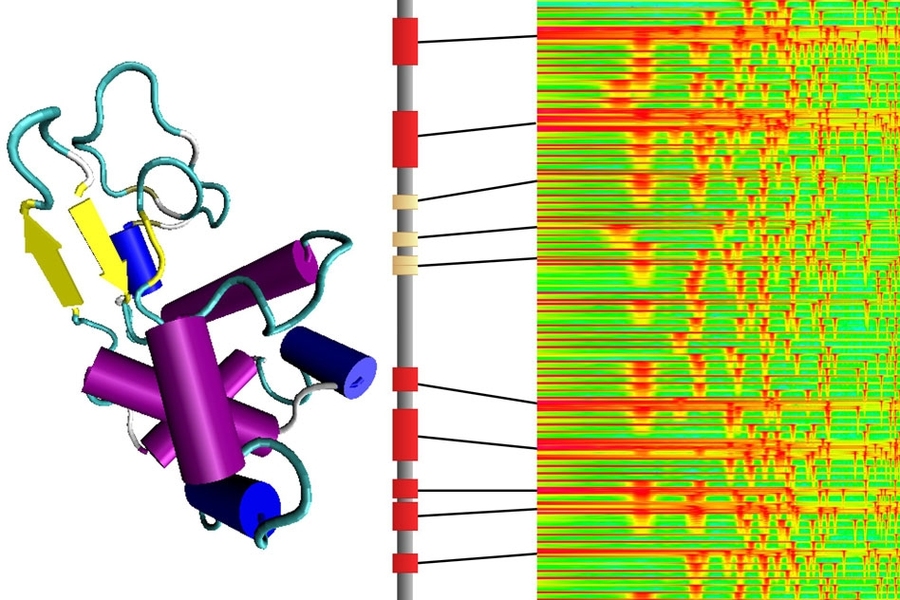 Diagram depicts the translation between music and protein structure devised by MIT researchers. The vertical shape at center shows the sequence of amino acids in the protein, depicted as different colored bars. To the left, the shape that this sequence of amino acids folds into, forming a functional protein. To the right, the spectrum of sounds represented by each of those amino acids.
