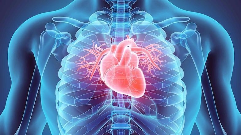Using just the first 15 minutes of a patient's electrocardiogram (ECG) signal, an MIT system produces a score that places patients into different risk categories. 