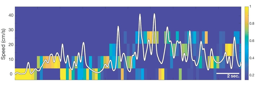 A new study is the first to show that a brain region called the lateral septum directly encodes movement information such as speed. By measuring  and analyzing the electrical activity of neurons in the LS, researchers were able to directly track animals' neural representations of their speed over time as they navigated a maze. The colors denote the certainty of the researchers' caclulations.