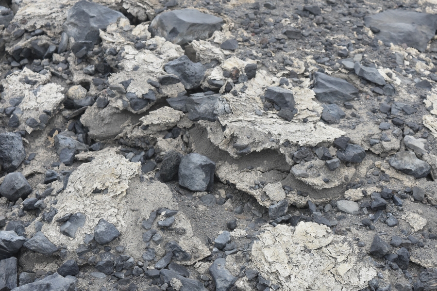 Relict mat in Antarctica