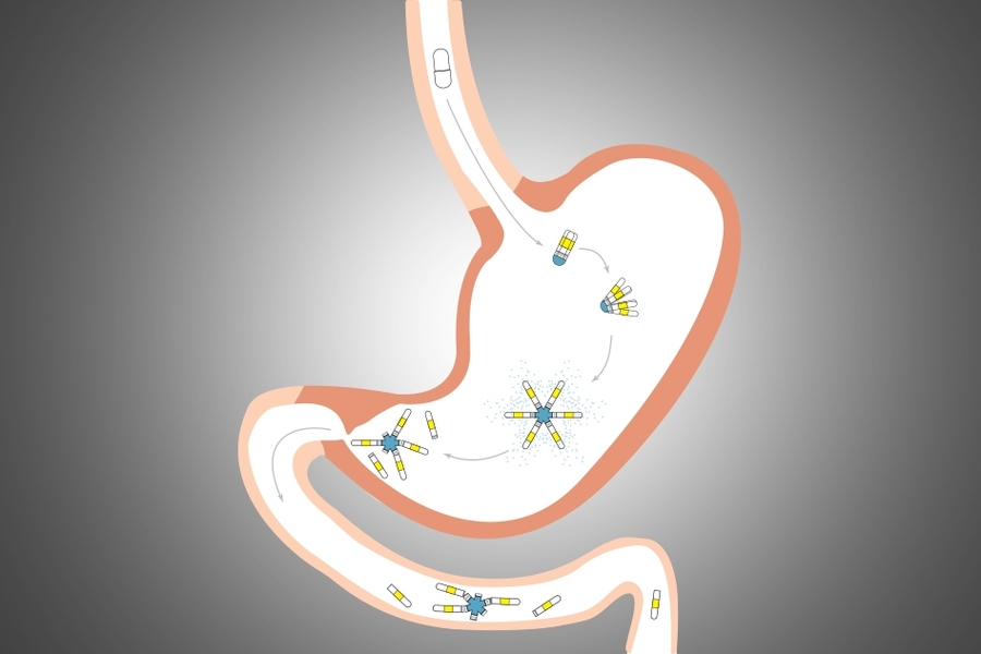 After being swallowed, the capsule unfolds and slowly releases its drug payload in the stomach. After a few weeks, it breaks down and moves through the digestive tract.
